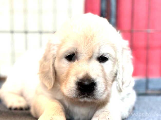 BEautiful championline puppies for sale in Wandsworth, Wandsworth, Greater London - Image 3