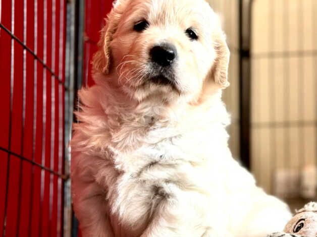 BEautiful championline puppies for sale in Wandsworth, Wandsworth, Greater London - Image 4