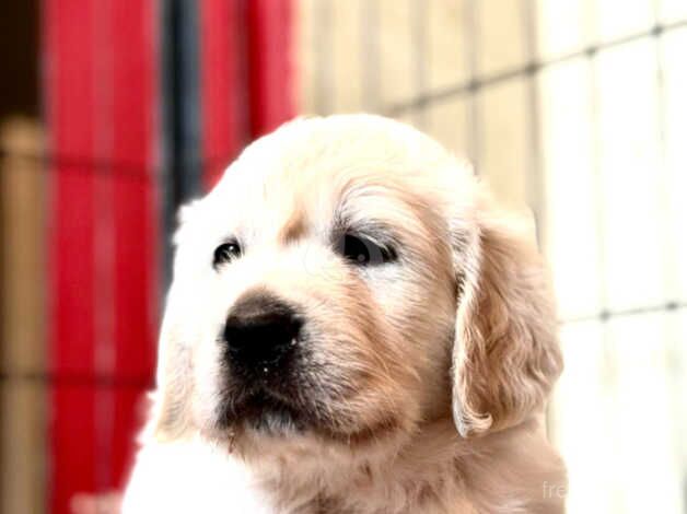 BEautiful championline puppies for sale in Wandsworth, Wandsworth, Greater London - Image 5