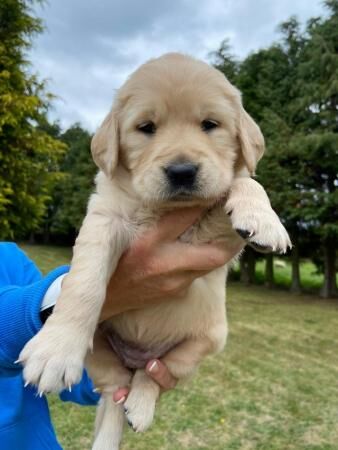 Beautiful chunky Golden Retriever puppies for sale in Montgomery, Powys - Image 1