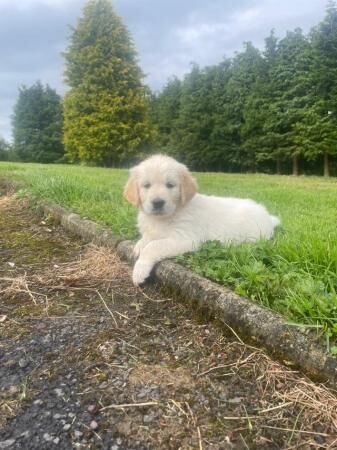 Beautiful chunky Golden Retriever puppies for sale in Montgomery, Powys - Image 2