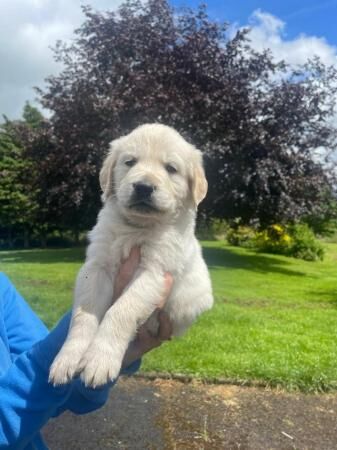 Beautiful chunky Golden Retriever puppies for sale in Montgomery, Powys - Image 3