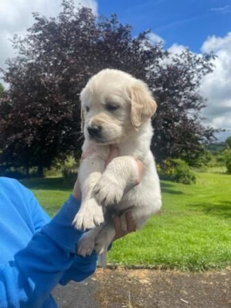 Beautiful chunky Golden Retriever puppies for sale in Montgomery, Powys - Image 4