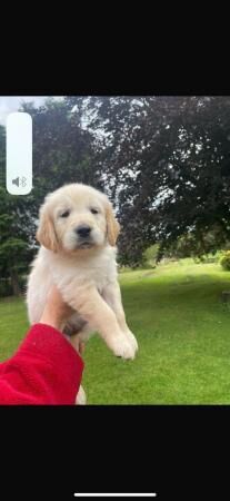 Beautiful chunky Golden Retriever puppies for sale in Montgomery, Powys - Image 5