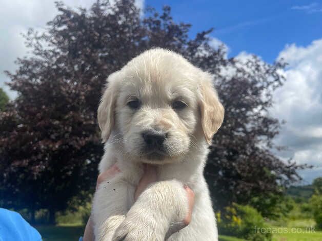 Beautiful Chunky Golden Retriever Puppies for sale in Welshpool/Y Trallwng, Powys