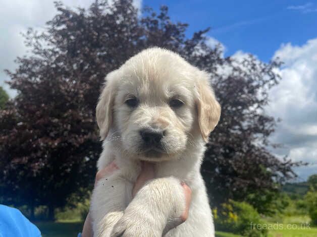 Beautiful Chunky Golden Retriever Puppies for sale in Welshpool/Y Trallwng, Powys - Image 1