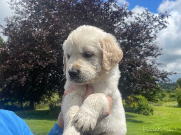 Beautiful Chunky Golden Retriever Puppies for sale in Welshpool/Y Trallwng, Powys - Image 2