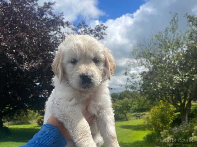 Beautiful Chunky Golden Retriever Puppies for sale in Welshpool/Y Trallwng, Powys - Image 3