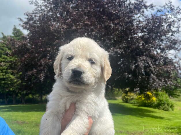 Beautiful Chunky Golden Retriever Puppies for sale in Welshpool/Y Trallwng, Powys - Image 4