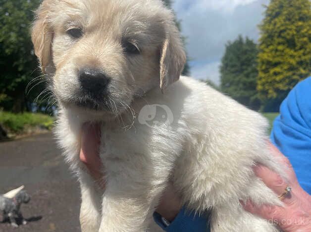 Beautiful Chunky Golden Retriever Puppies for sale in Welshpool/Y Trallwng, Powys - Image 5