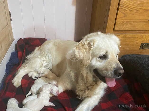 Beautiful, chunky white Golden Retrievers for sale in Beccles, Suffolk