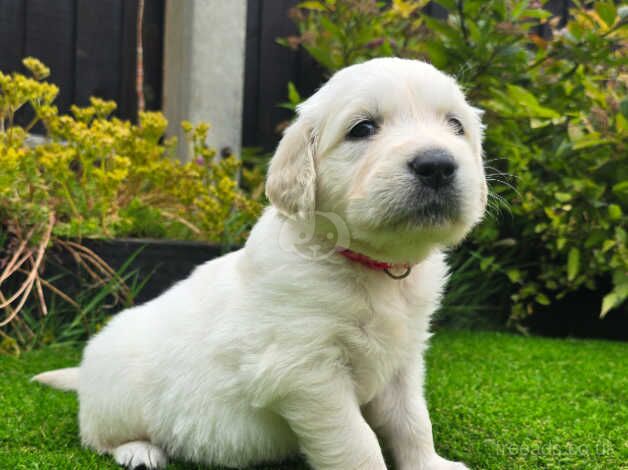 Beautiful Cream Golden Retriever Puppies for sale in Grimsby, Lincolnshire