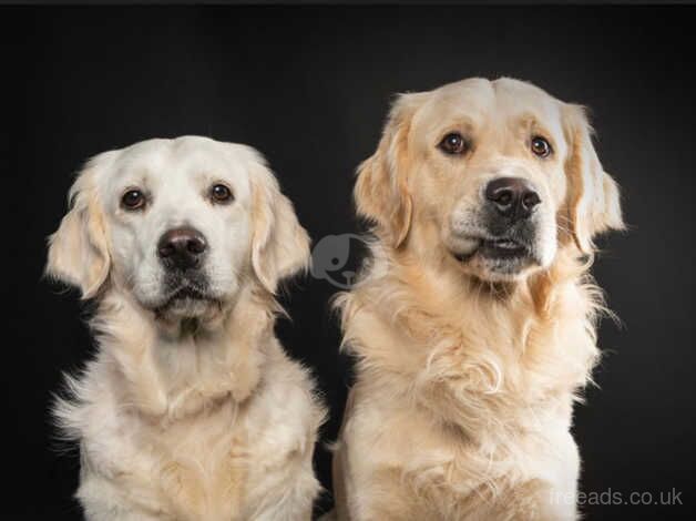 Beautiful Cream/Golden Retriever Puppies for sale in Thetford, Norfolk - Image 1