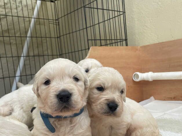 Beautiful Cream/Golden Retriever Puppies for sale in Thetford, Norfolk - Image 2