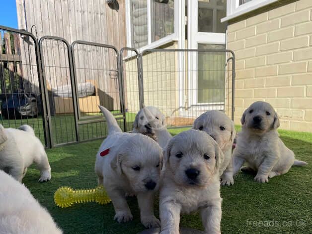 Beautiful Cream/Golden Retriever Puppies for sale in Thetford, Norfolk - Image 3