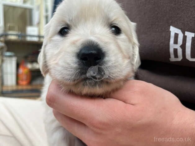 Beautiful Cream/Golden Retriever Puppies for sale in Thetford, Norfolk - Image 5