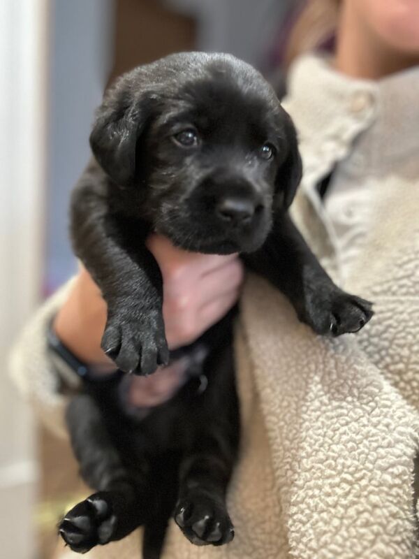 Beautiful Goldador Puppies for sale in Maybole, South Ayrshire - Image 3