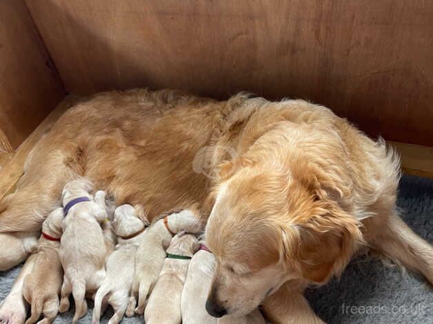 Beautiful Golden Retriever .......11 weeks old. for sale in Penzance, Cornwall