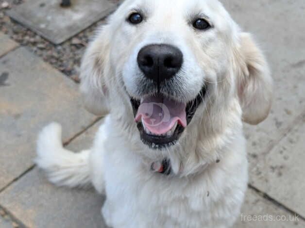 Beautiful golden retriever bitch for sale in Kelso, Scottish Borders - Image 1