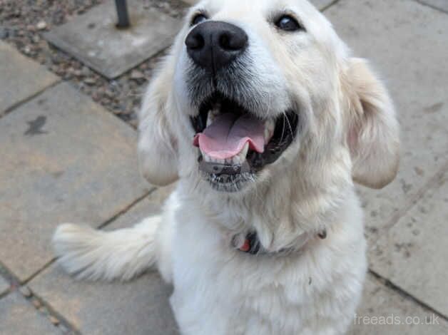 Beautiful golden retriever bitch for sale in Kelso, Scottish Borders - Image 2