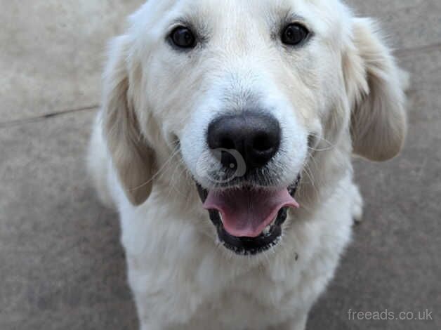 Beautiful golden retriever bitch for sale in Kelso, Scottish Borders - Image 3