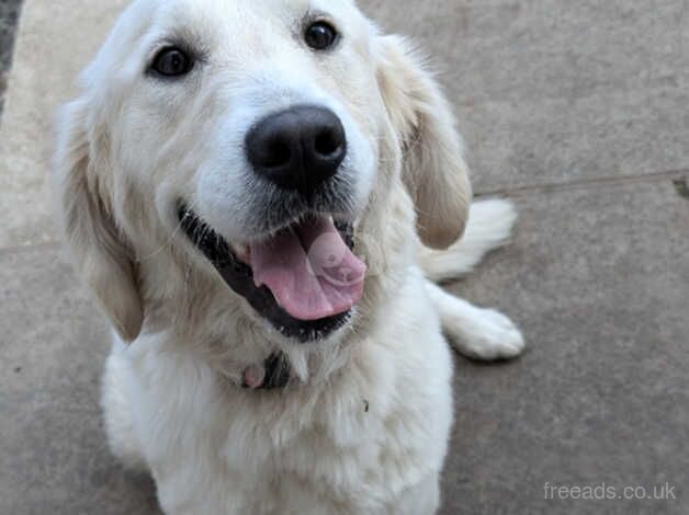 Beautiful golden retriever bitch for sale in Kelso, Scottish Borders - Image 4