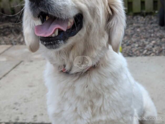 Beautiful golden retriever bitch for sale in Kelso, Scottish Borders - Image 5