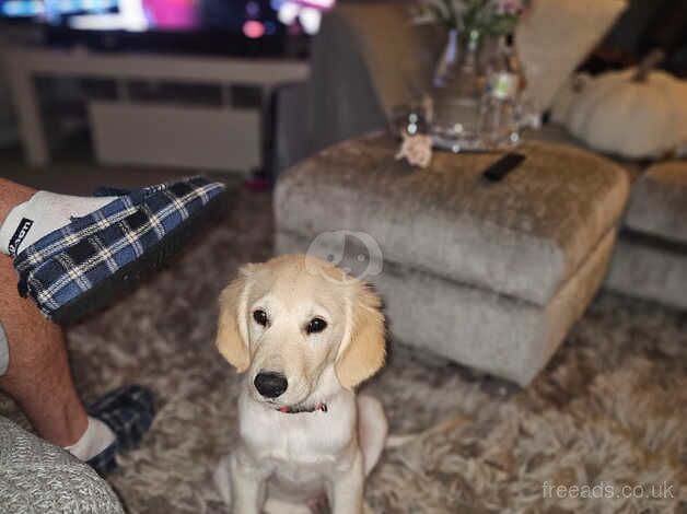 Beautiful Golden Retriever boy 16 Weeks for sale in Sunderland, Tyne and Wear