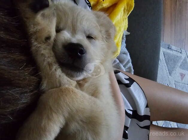 Beautiful golden retriever boy for sale in Edinburgh, City of Edinburgh