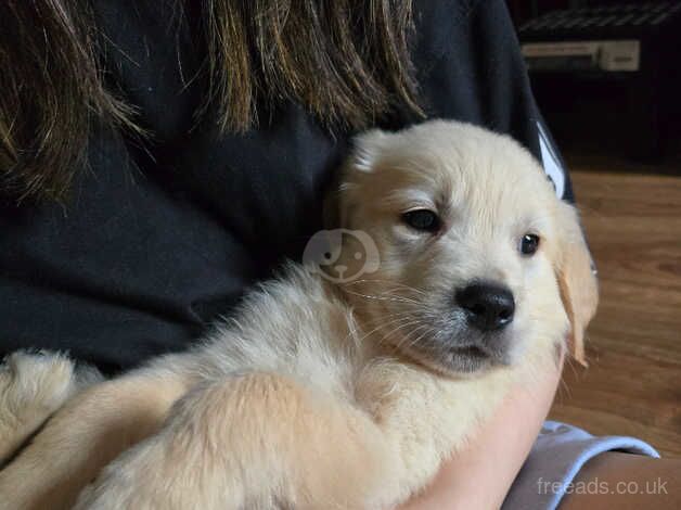 Beautiful golden retriever boy for sale in Edinburgh, City of Edinburgh - Image 3