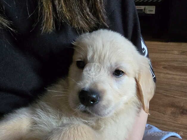 Beautiful golden retriever boy for sale in Edinburgh, City of Edinburgh - Image 4