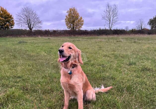 Golden Retriever Puppies For Sale Under £1,000