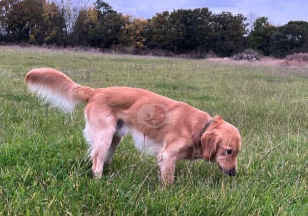 Beautiful Golden Retriever Boy in Leicestershire for sale in Leicester, Leicestershire - Image 2