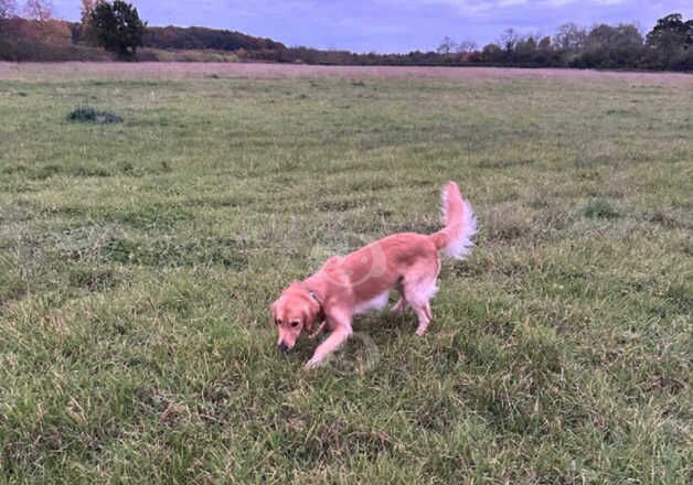 Golden Retriever Puppies for sale in Leicestershire