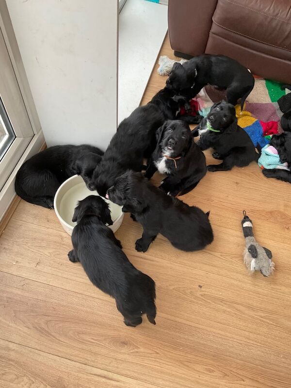 Beautiful Golden Retriever cross Springer Spaniel Puppies (Spangold Retrievers) for sale in Spalding, Lincolnshire