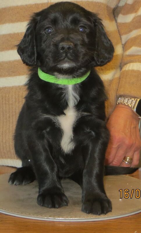 Beautiful Golden Retriever cross Springer Spaniel Puppies (Spangold Retrievers) for sale in Spalding, Lincolnshire - Image 3