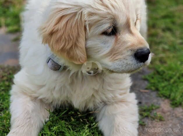 Beautiful golden retriever girl READY NOW for sale in Newark, Orkney Islands - Image 1