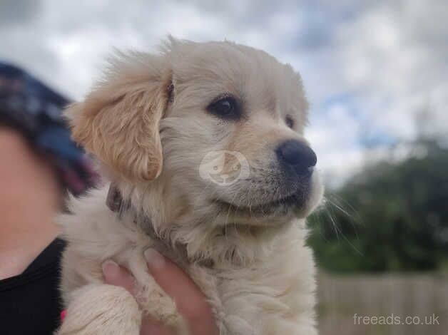 Beautiful golden retriever girl READY NOW for sale in Newark, Orkney Islands - Image 2