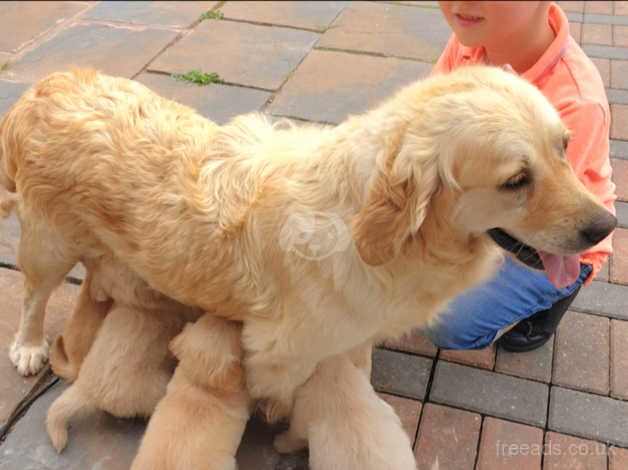 Beautiful golden retriever girl READY NOW for sale in Newark, Orkney Islands - Image 4