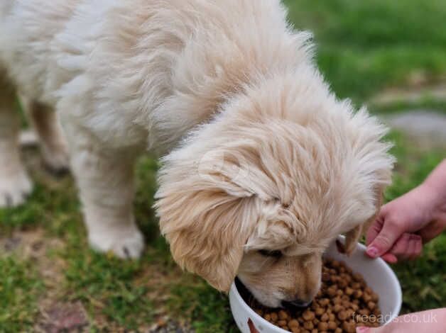 Beautiful golden retriever girl READY NOW for sale in Newark, Orkney Islands - Image 5