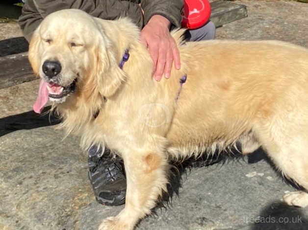 Beautiful Golden Retriever for sale in Morpeth, Northumberland - Image 1