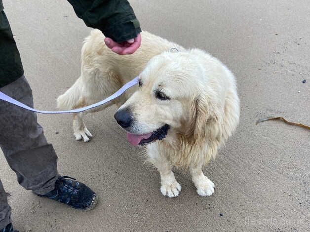 Beautiful Golden Retriever for sale in Morpeth, Northumberland - Image 5