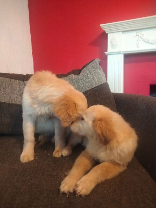 Beautiful golden retriever puppies for sale in Clay Cross, Derbyshire