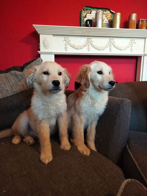 Beautiful golden retriever puppies for sale in Clay Cross, Derbyshire - Image 3