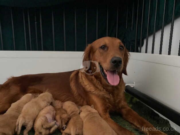 Beautiful golden retriever puppies for sale in Chard, Somerset - Image 1