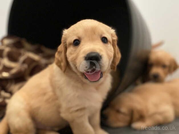 Beautiful golden retriever puppies for sale in Chard, Somerset - Image 2