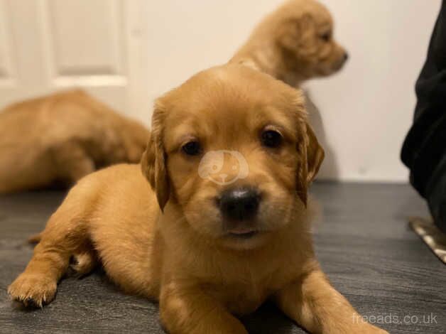 Beautiful golden retriever puppies for sale in Chard, Somerset - Image 3