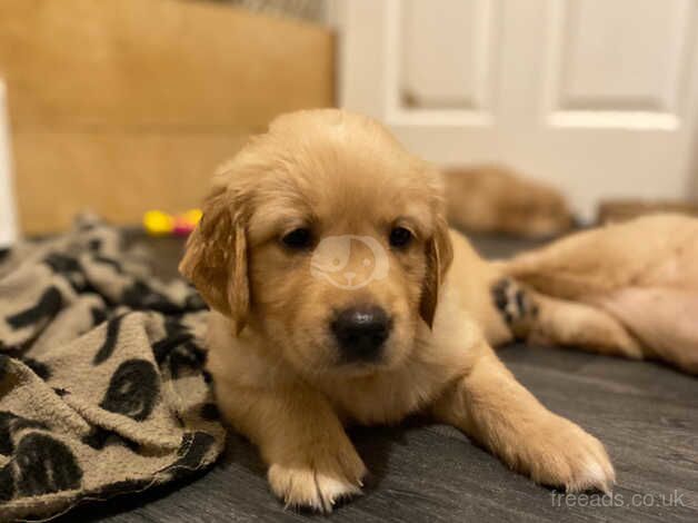 Beautiful golden retriever puppies for sale in Chard, Somerset - Image 4