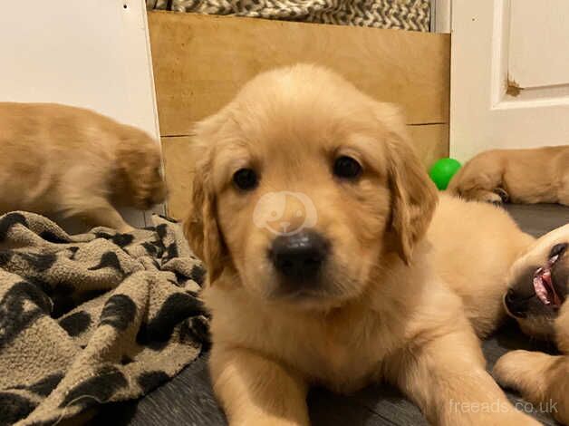 Beautiful golden retriever puppies for sale in Chard, Somerset - Image 5