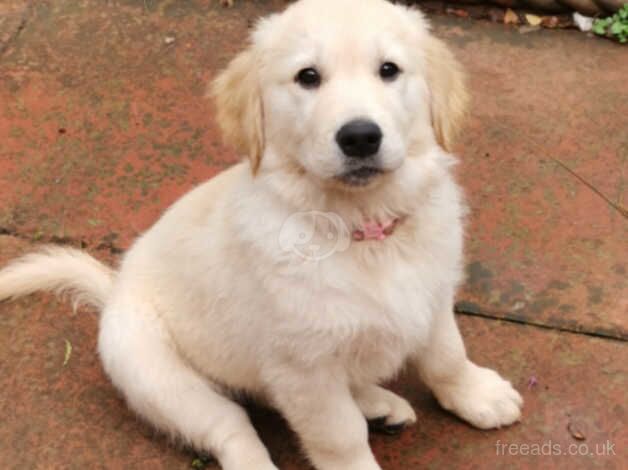 Beautiful Golden Retriever Puppies in Kent for sale in Maidstone, Kent - Image 1